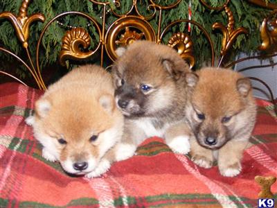 Shiba Inu Puppies for Sale